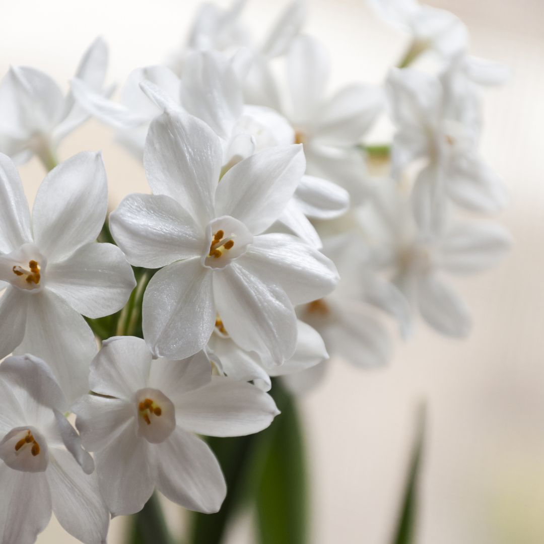 Indoor Paperwhites 101