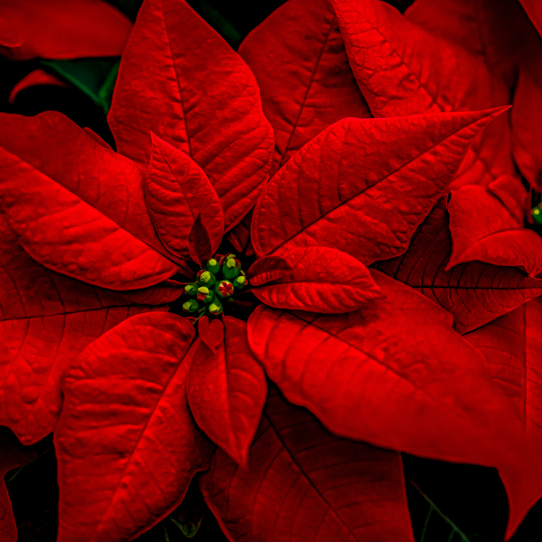 Poinsettia's 101