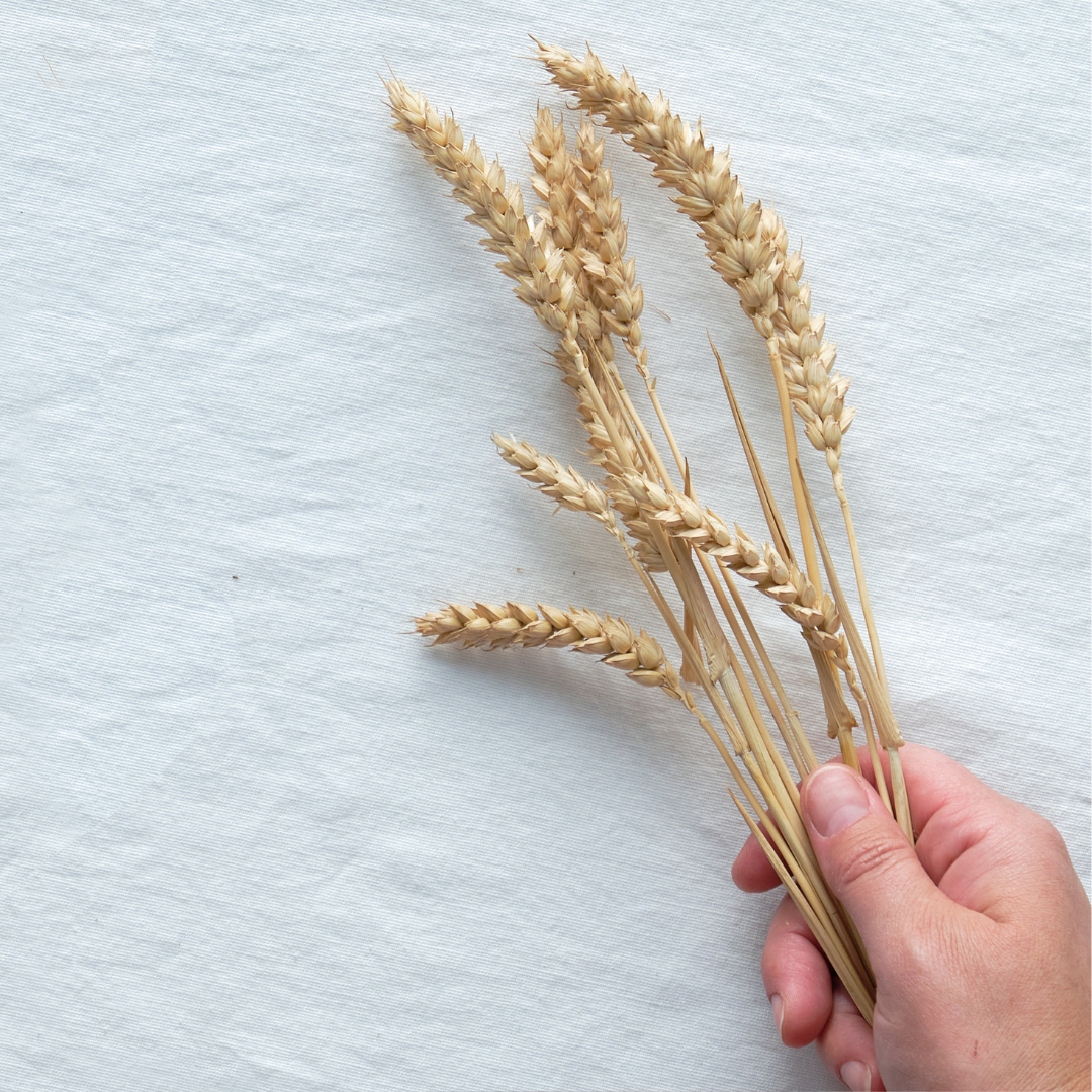 Fall Rye 101