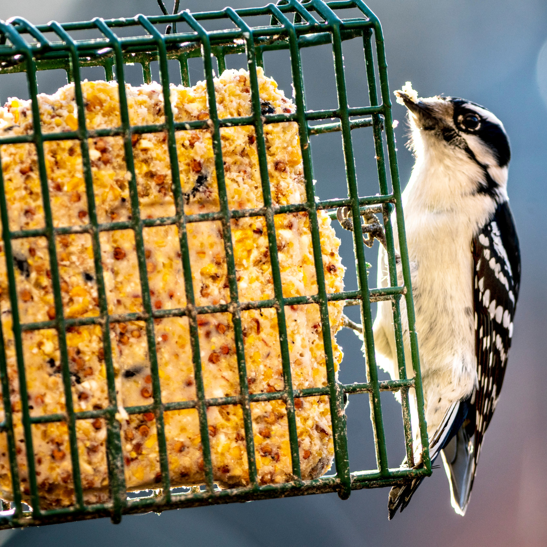 How To: Winter Birding