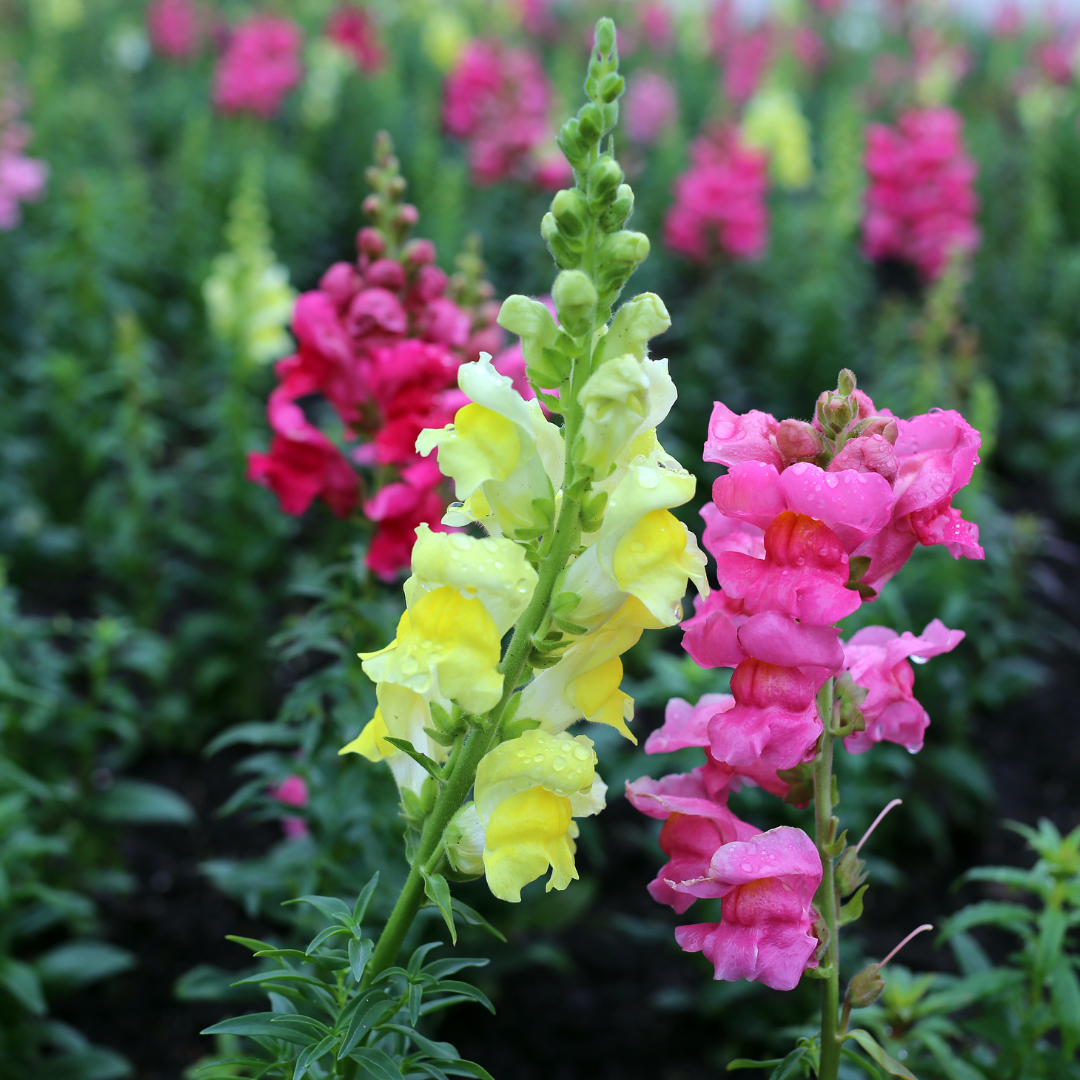 How to Grow: Snapdragons