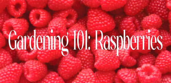 Gardening 101: Raspberries