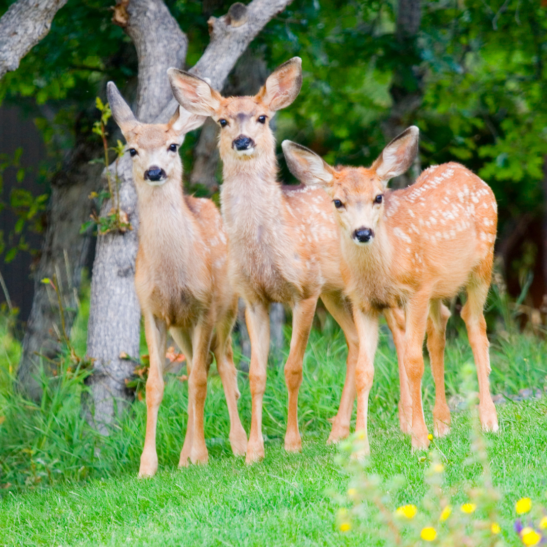 How To Deter Deer