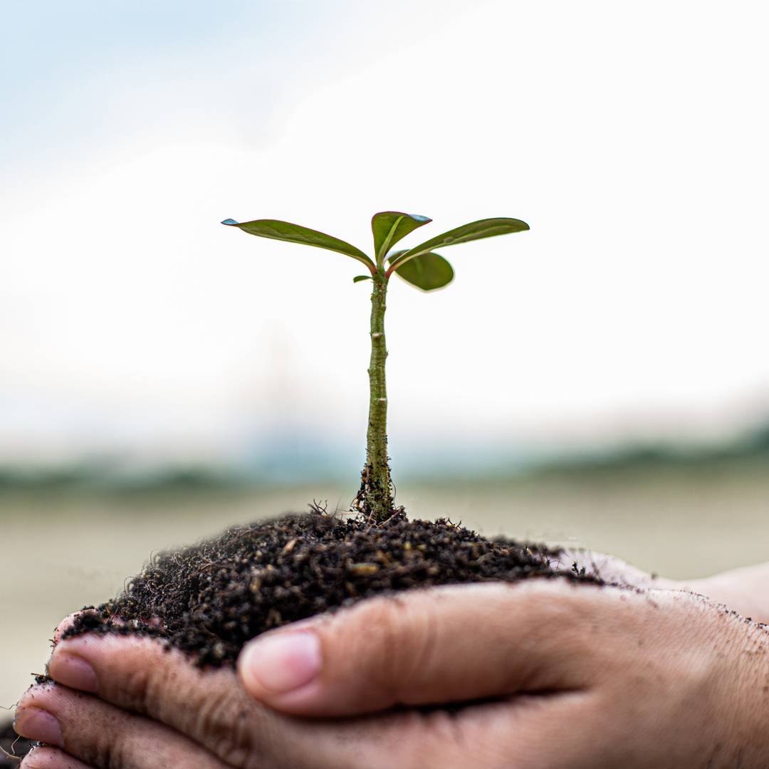 Sustainable Gardening 101