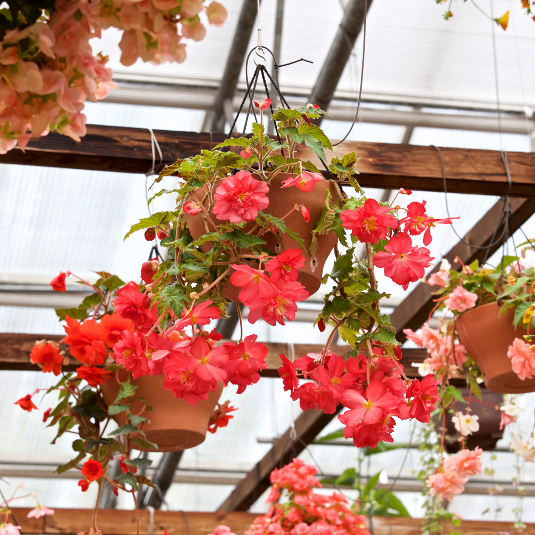 Begonias 101