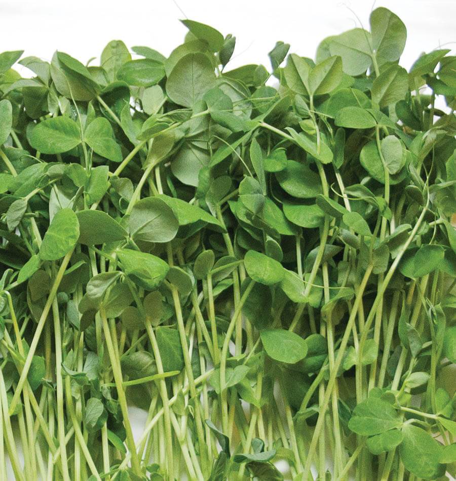 Microgreen Pea Shoots 101