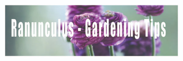 Ranunculus - Gardening Tips