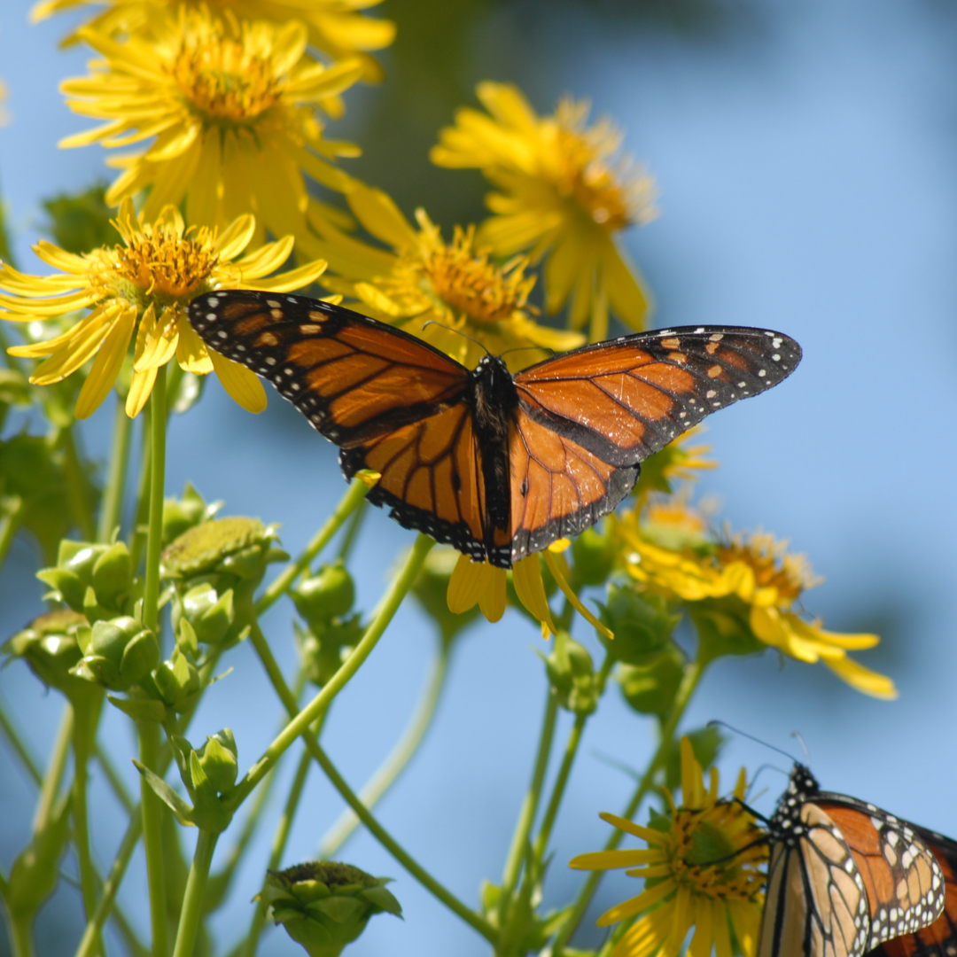 How to Attract Pollinators