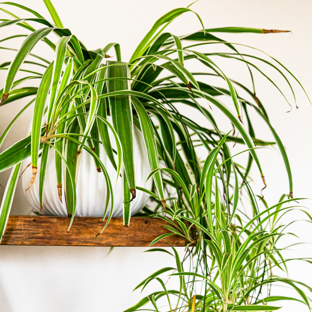 Top 5 Houseplants For Health