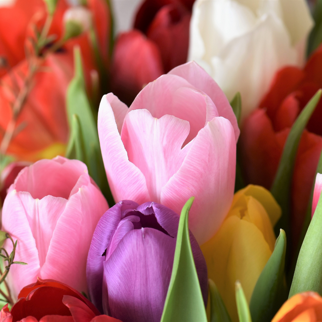 Tulips 101