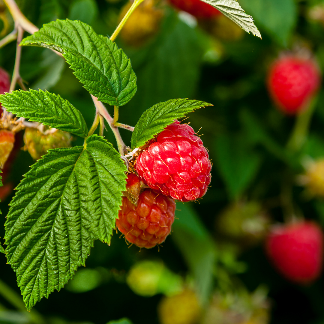 Raspberry Plants 101