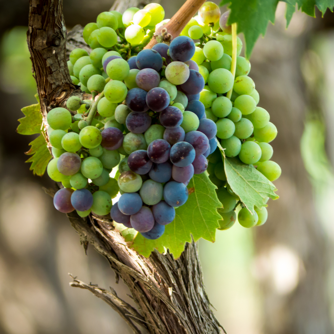 Small Fruit Plants 101