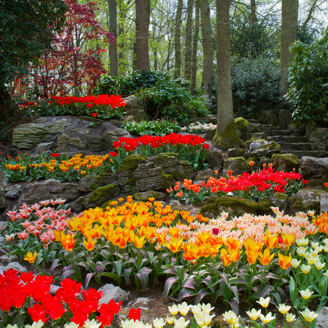 Fall Bulbs 101