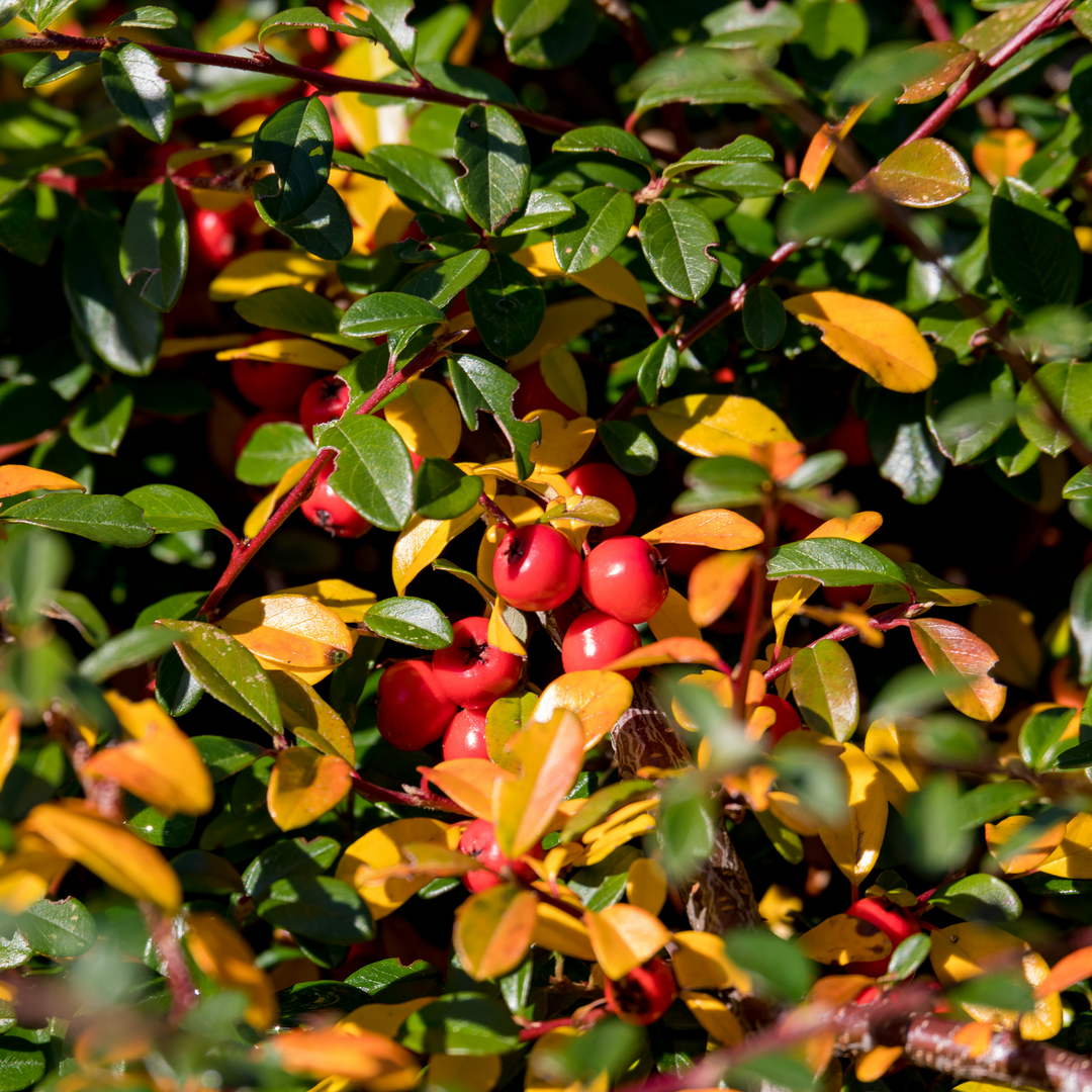 Fall Shrubs 101