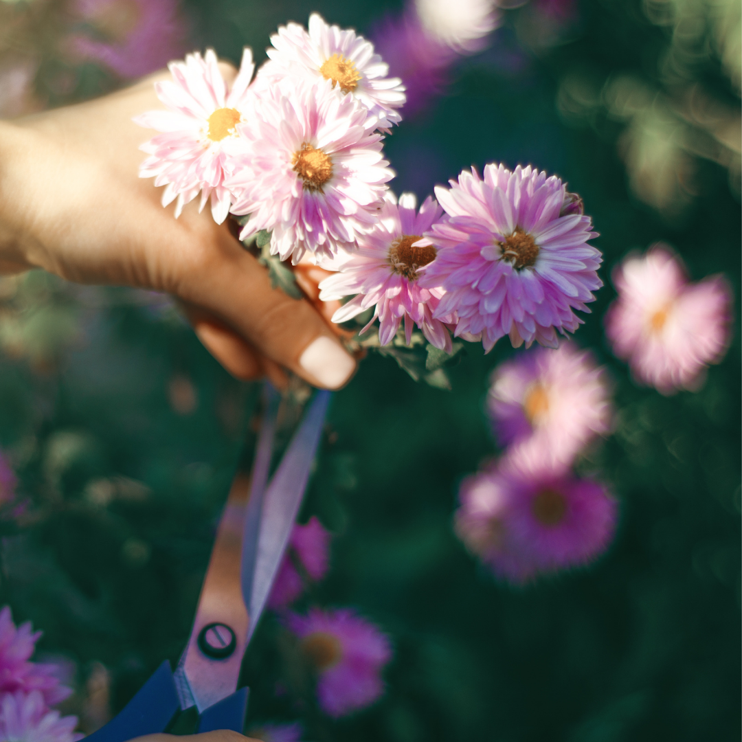 How To Grow Cut Flowers