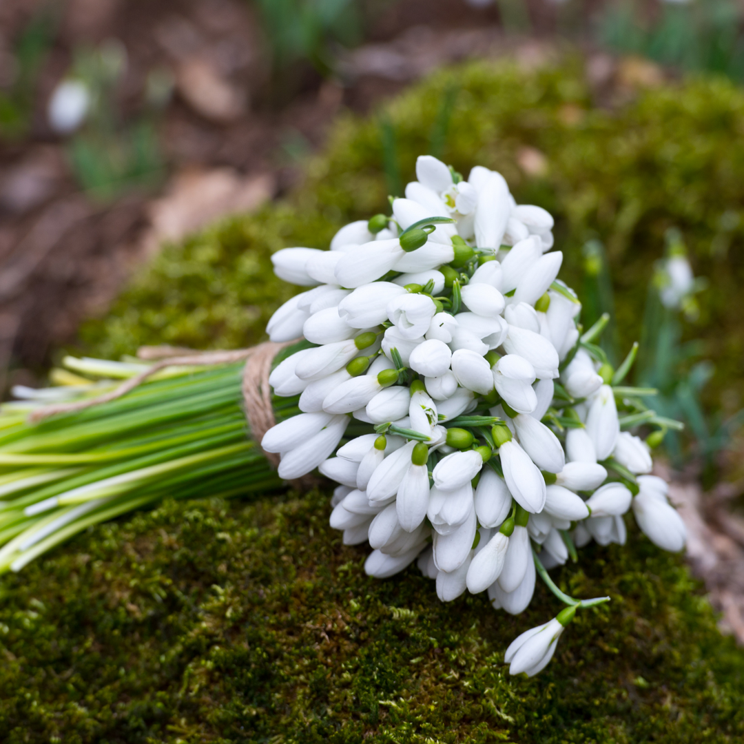 Snowdrops 101