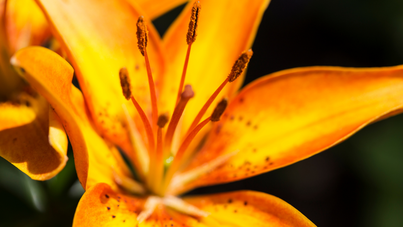 Asiatic Lily – Wildwood Outdoor Living
