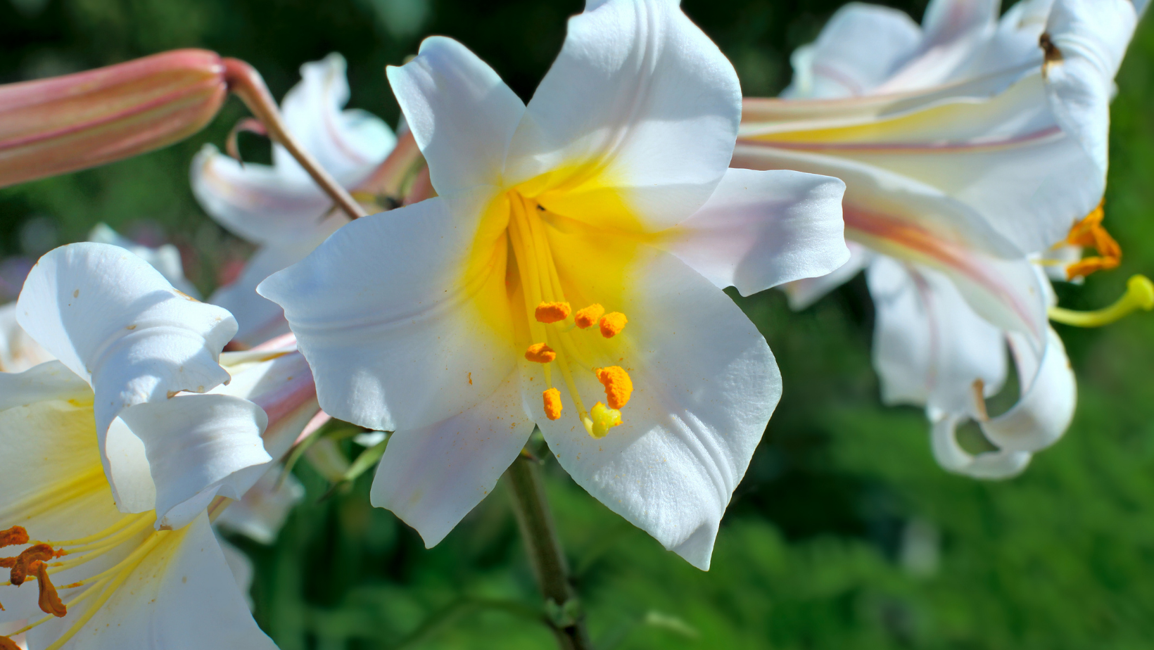 New Lilies – Wildwood Outdoor Living