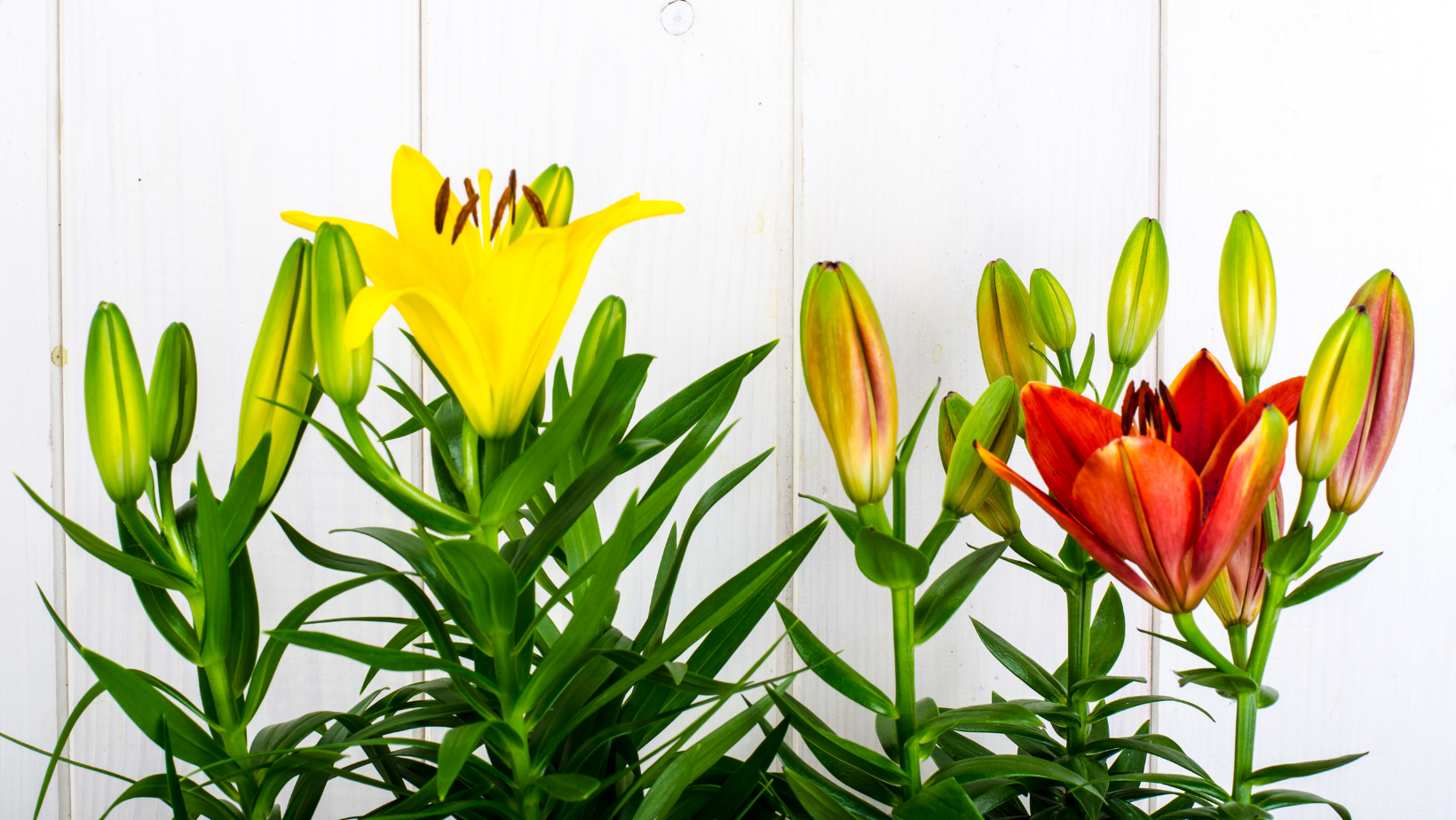 Container Lilies – Wildwood Outdoor Living