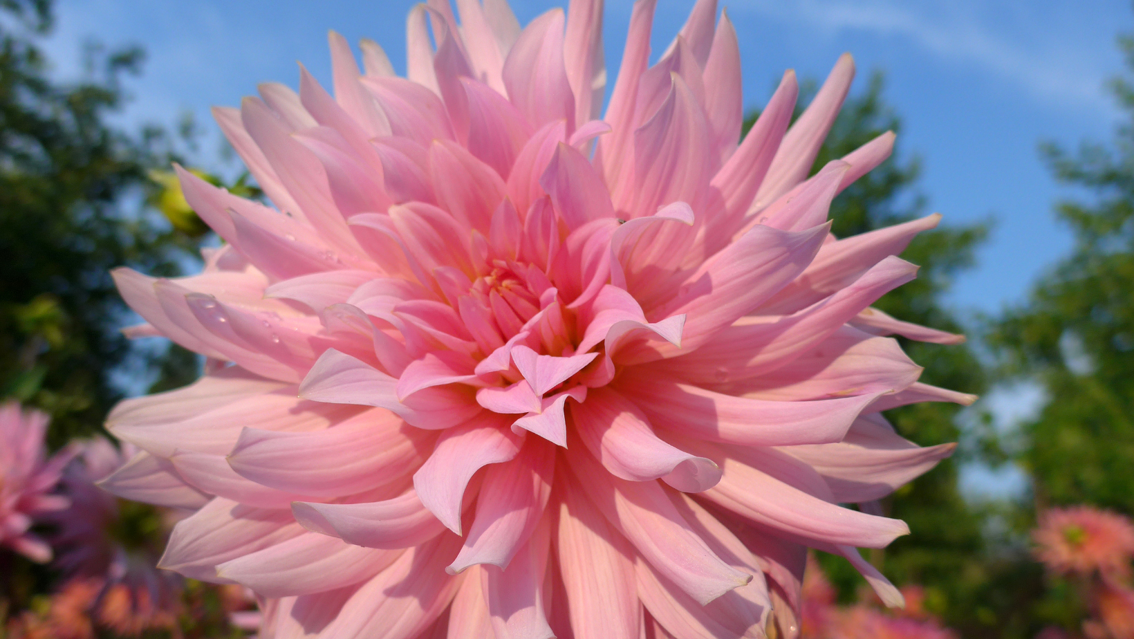 Dinnerplate Dahlias | High Quality, Great Selection – Wildwood
