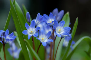 close up of Glory of the Snow flowers