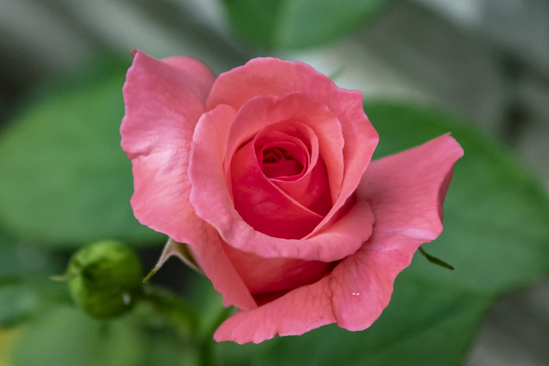Hybrid Tea Roses