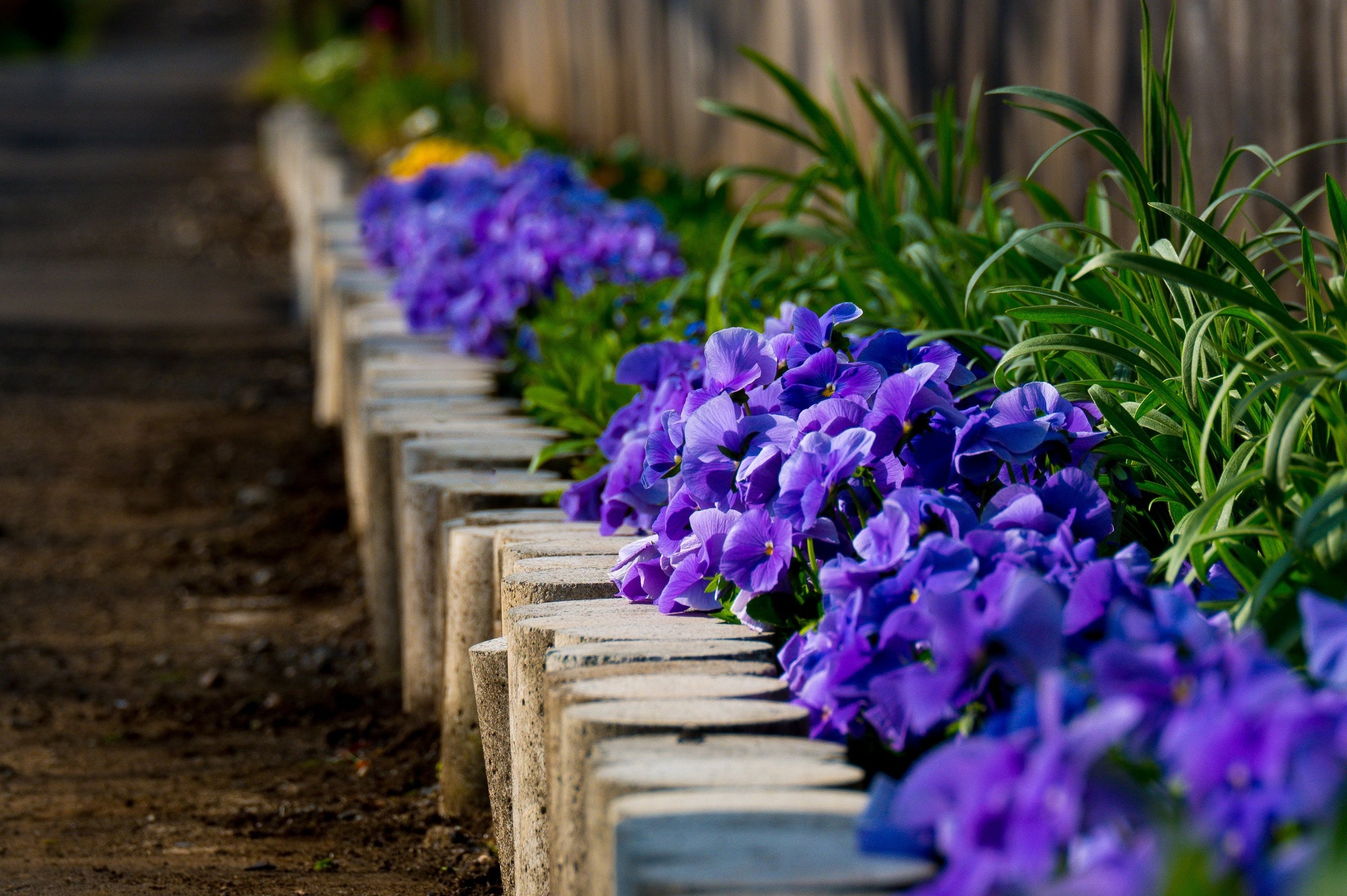 Flowers along a garden bed
