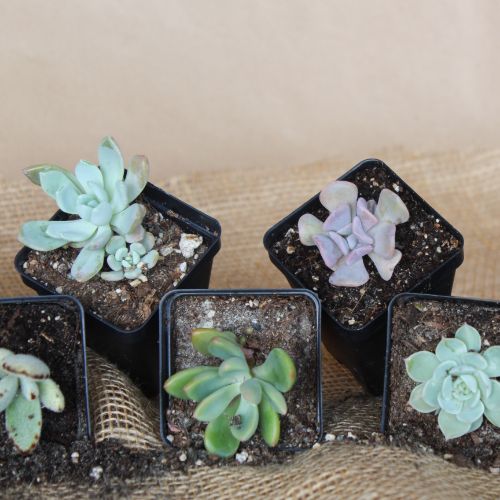 Succulents