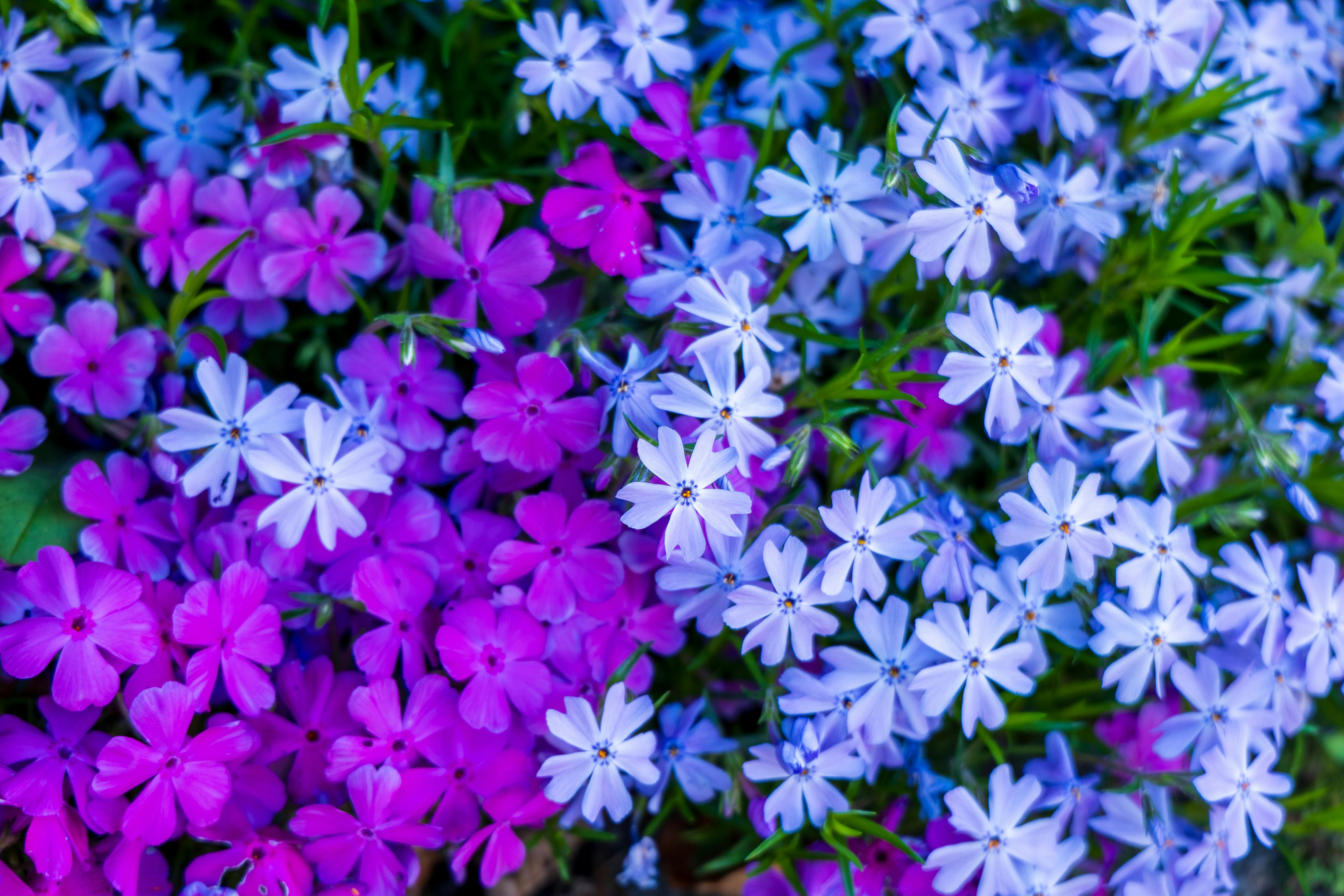 Phlox Plants | Largest Selection in Canada | Wildwood Express