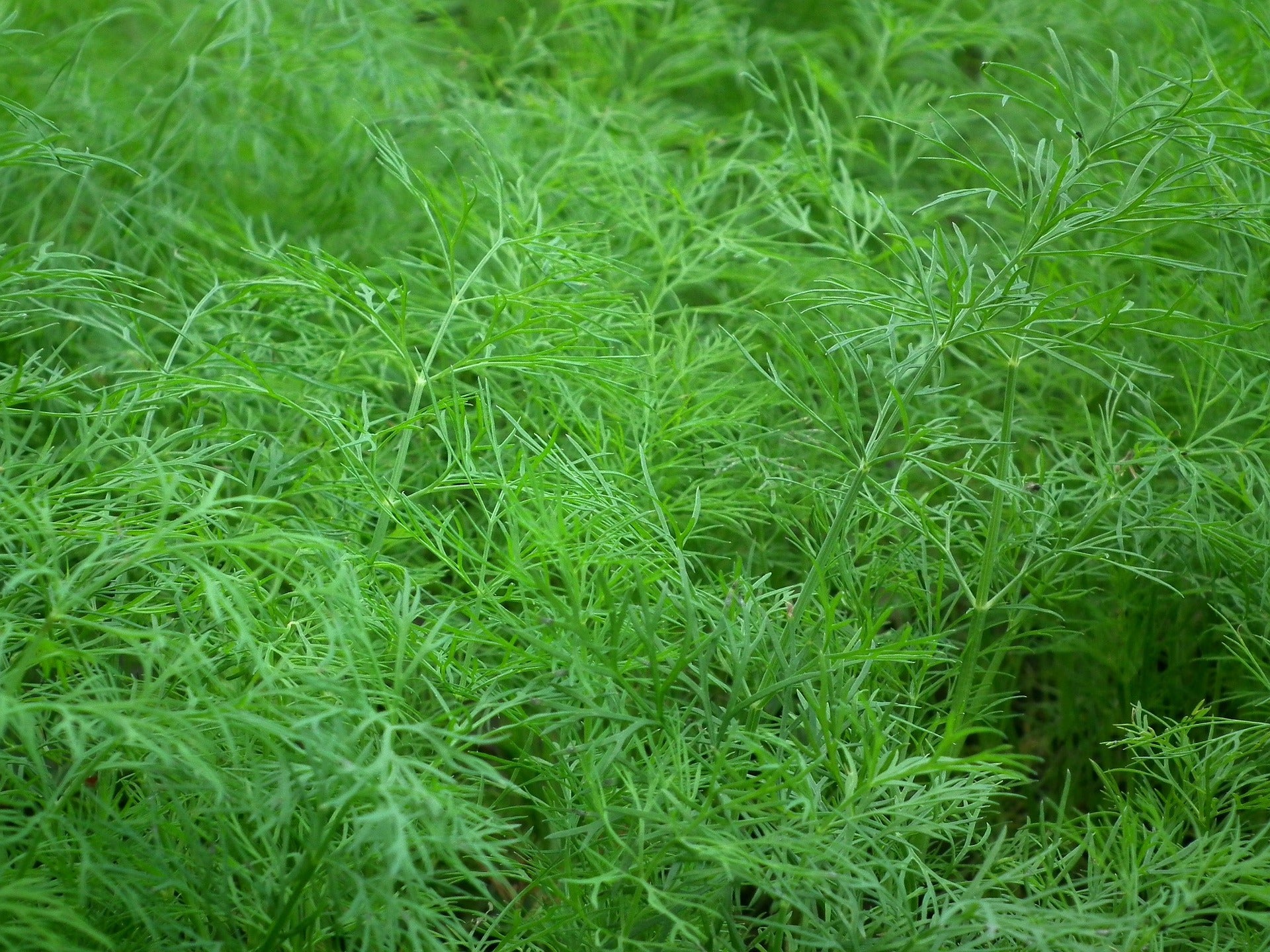 Dill Seeds