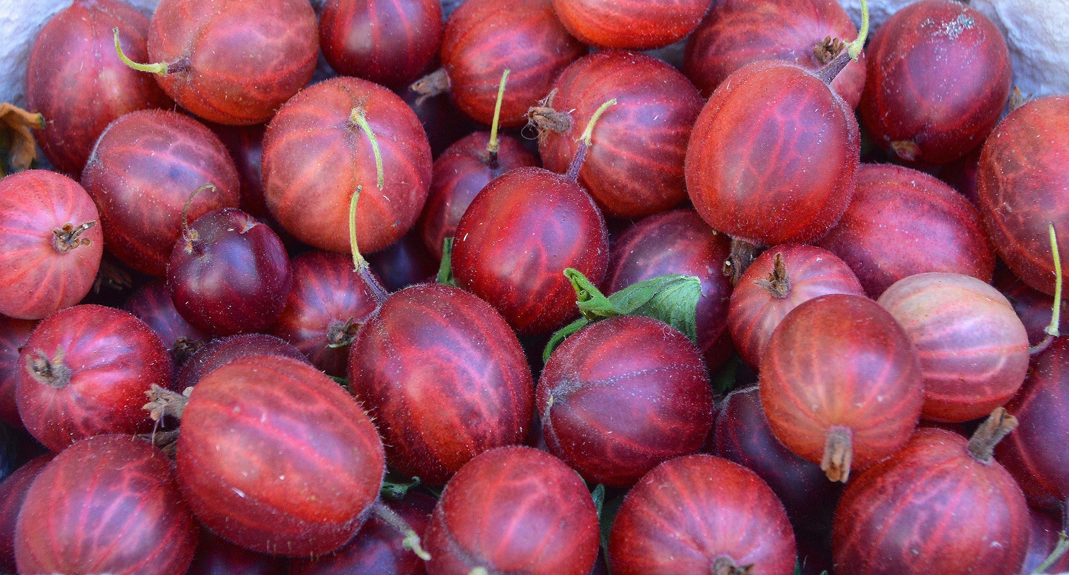 Gooseberry Plants