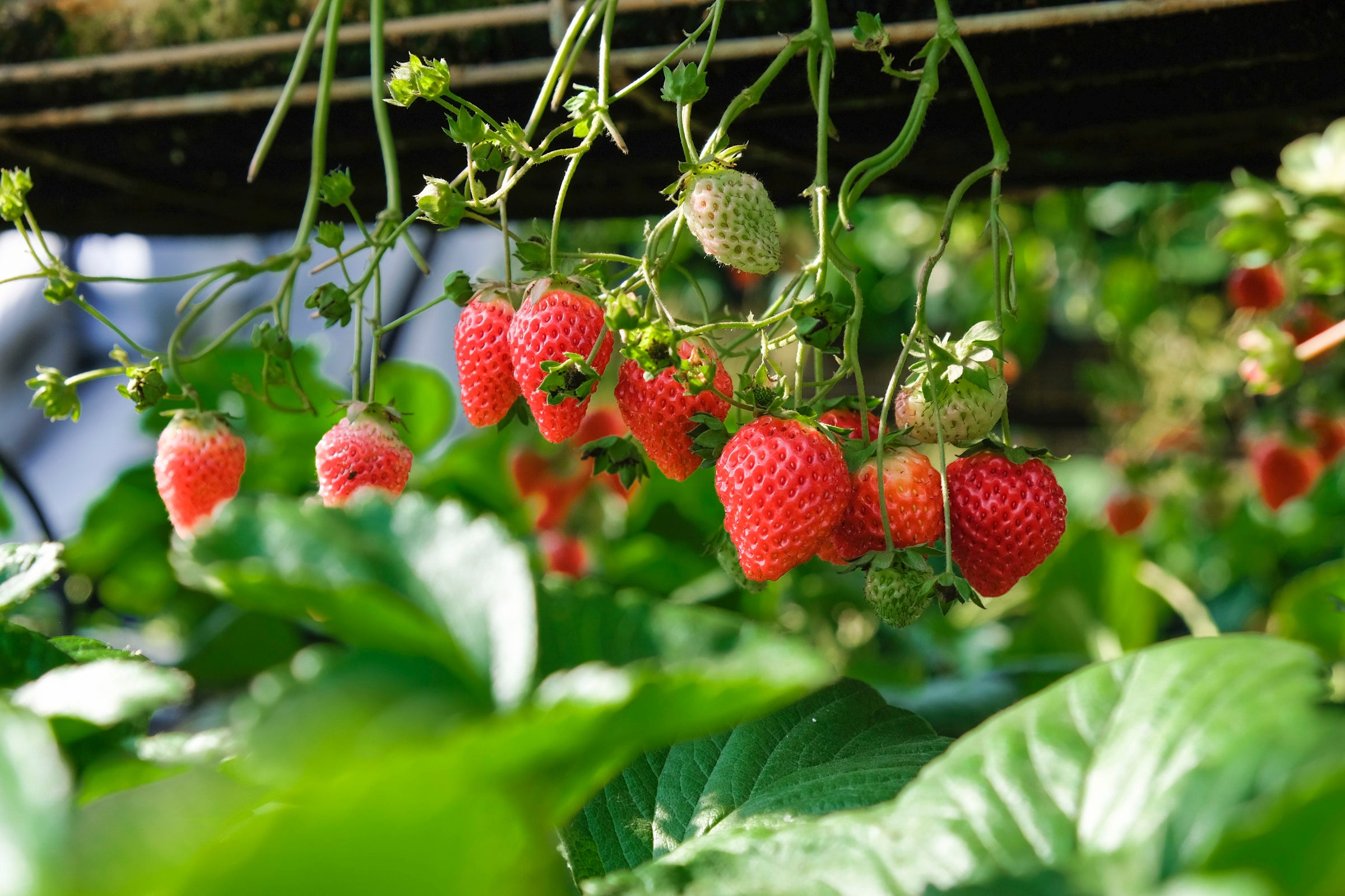 Strawberry Plants