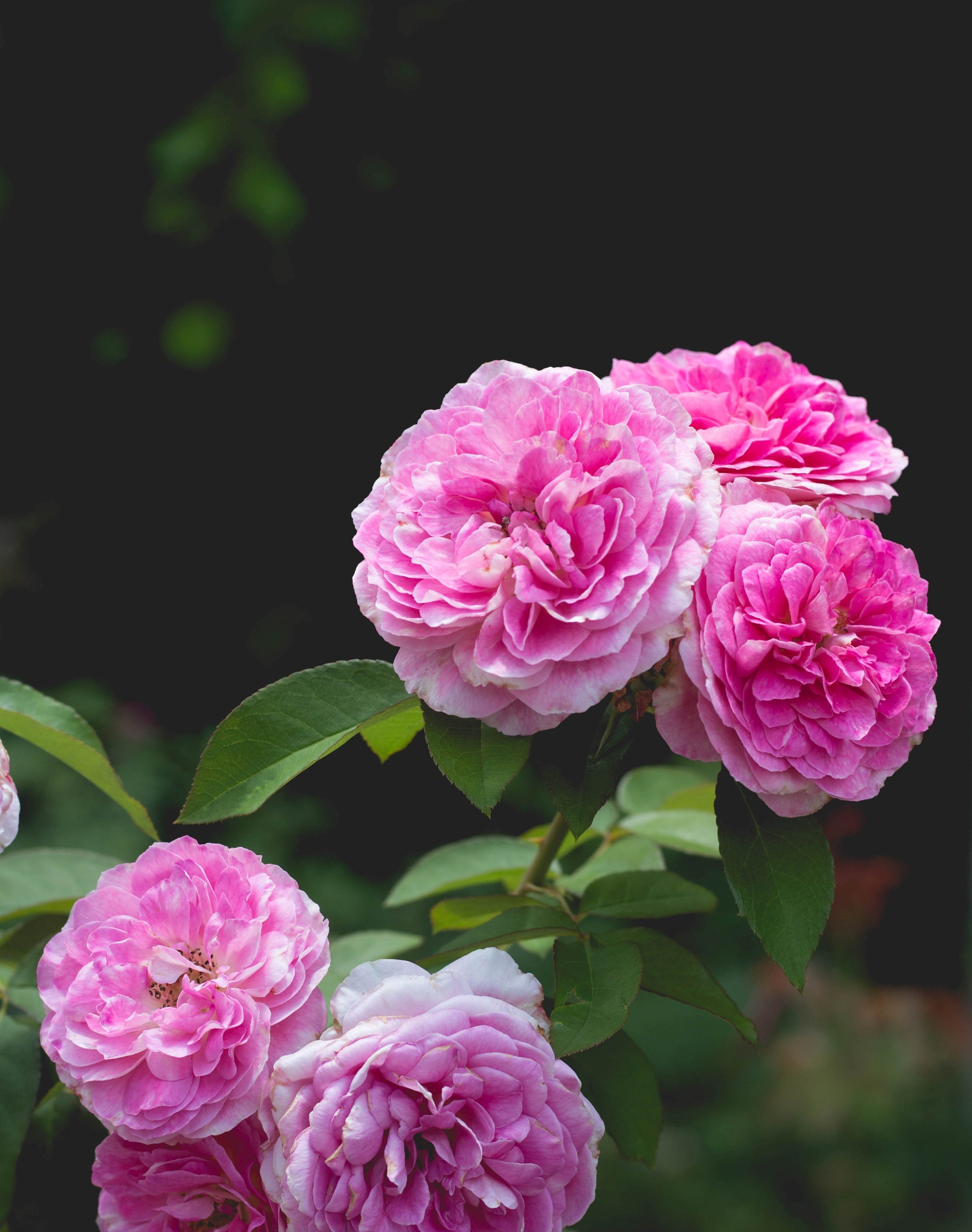 David Austin Roses | Wildwood Express