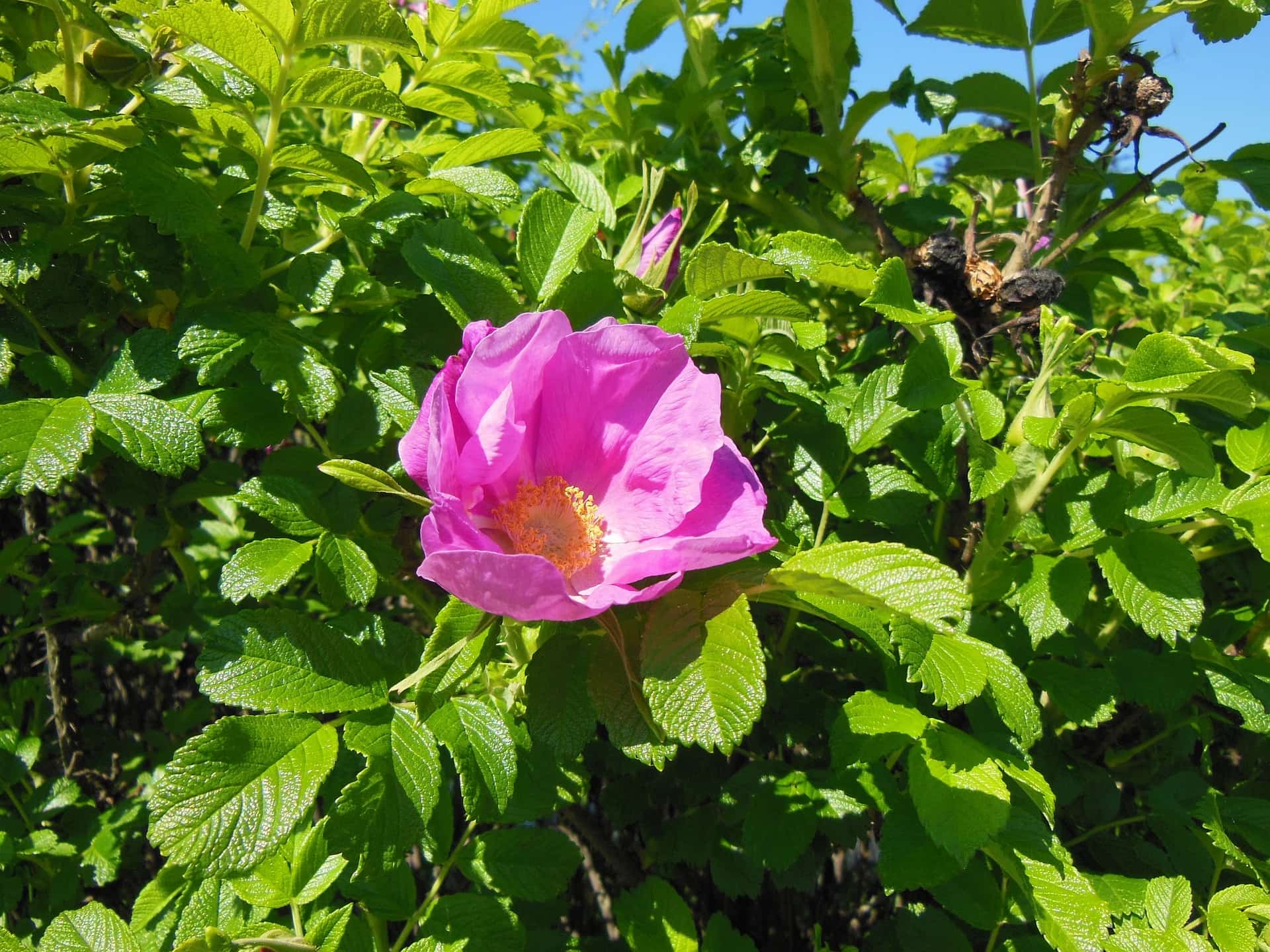 Rosa Rugosa – Wildwood Outdoor Living