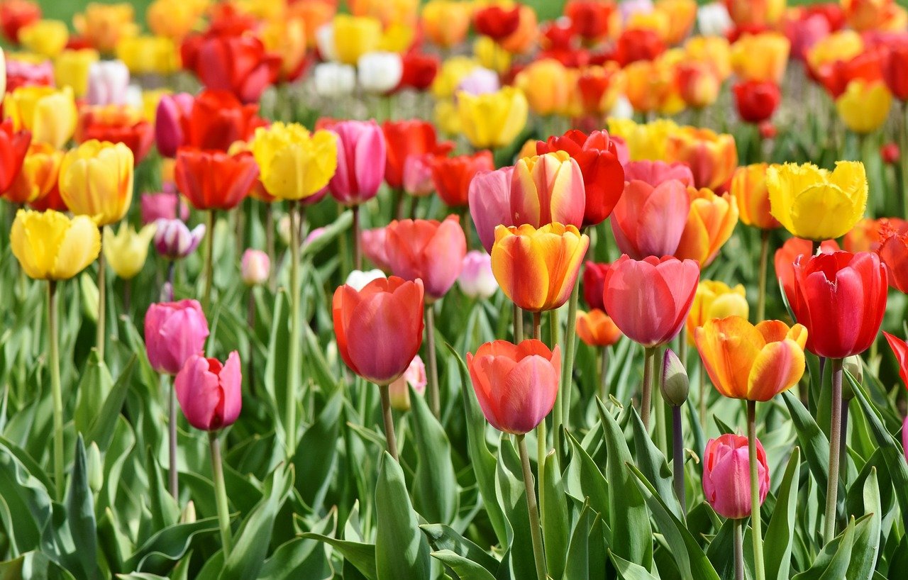 Field of red, yellow, and white tulip flowers