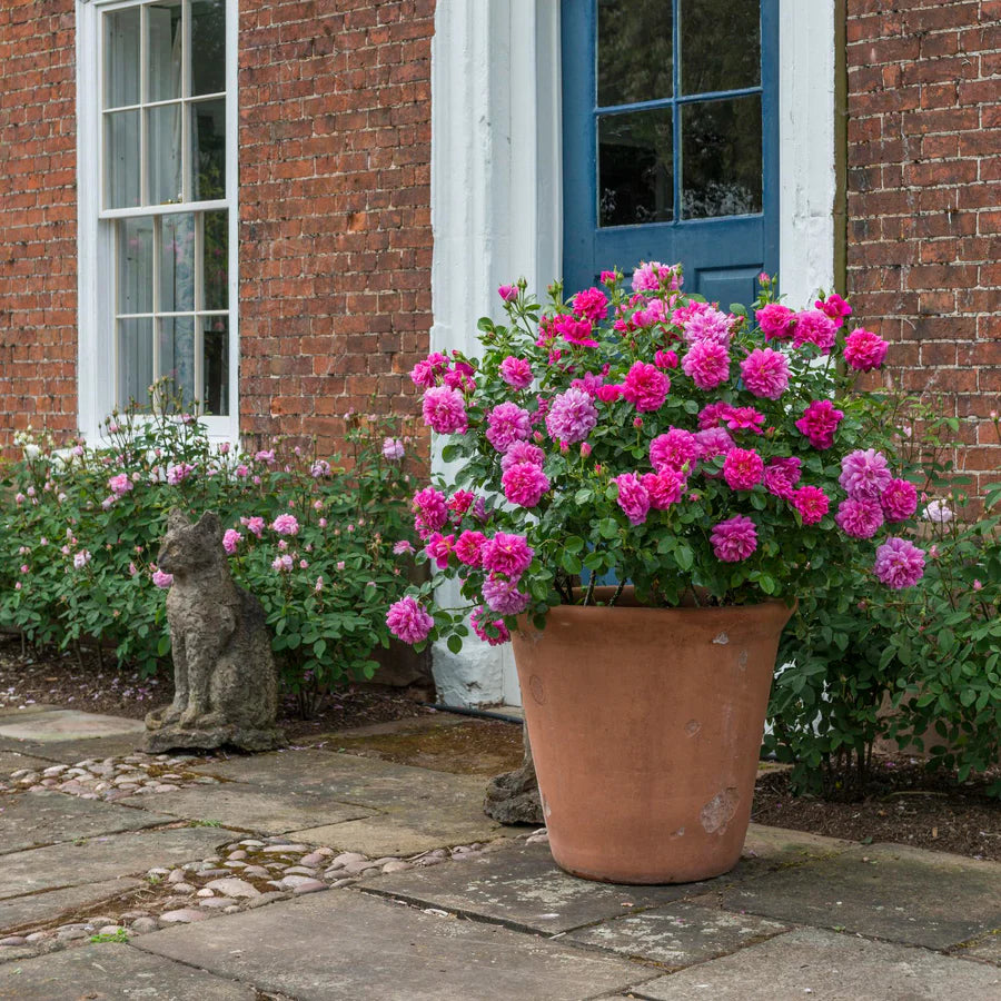 Princess Anne - David Austin Rose