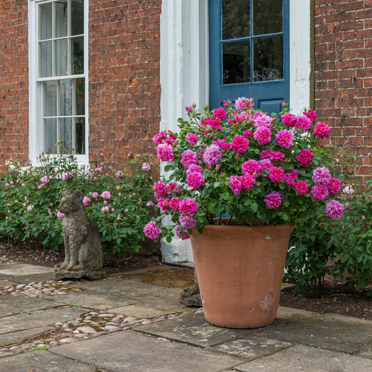 Princess Anne - David Austin Rose