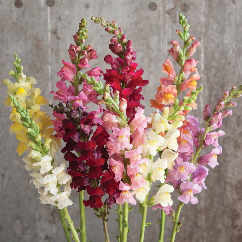 Snapdragon Mixed Colours Tall - Cornucopia Seeds