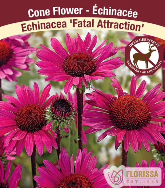 Echinacea purpurea Fatal Attraction, 1 Pack