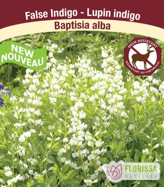 Baptisia alba, 1 Pack
