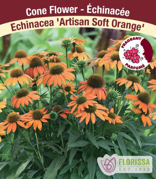 Echinacea - Artisan Soft Orange, 1 Pack