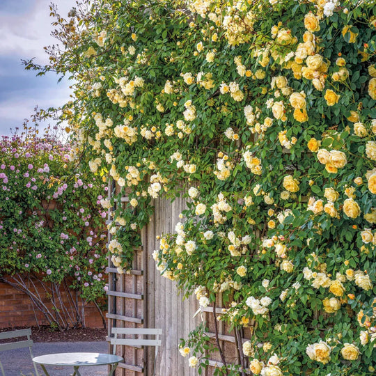 Malvern Hills - David Austin Rose