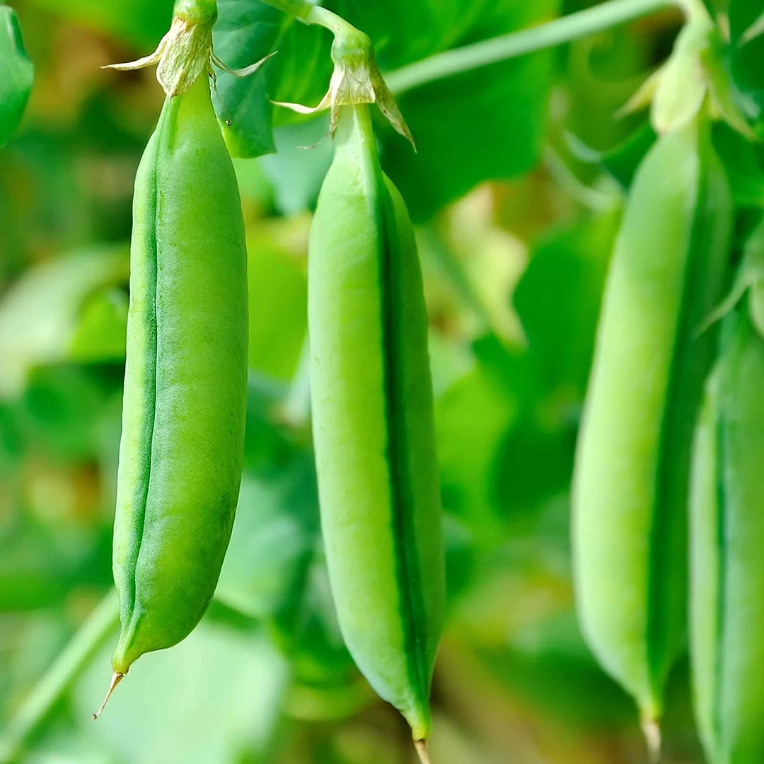 Organic Pea Super Snappy - Burpee Seeds