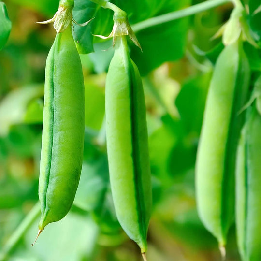 Organic Pea Super Snappy - Burpee Seeds