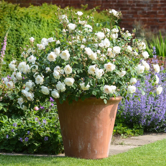 Desdemona - David Austin Rose
