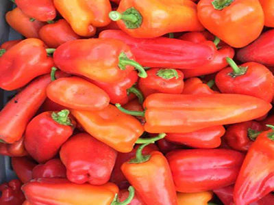 Paprika Sweet Pepper Feher Ozon - Eagleridge Seeds
