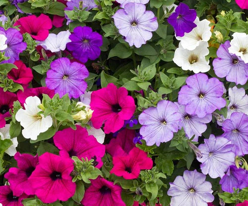 Petunia Mixed Colours - Cornucopia Seeds