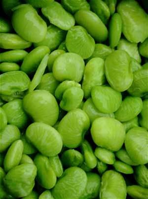 Lima Bean Fordhook - Ontario Seed Company