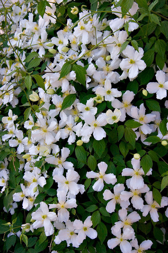 Clematis Chrysocoma Sericea
