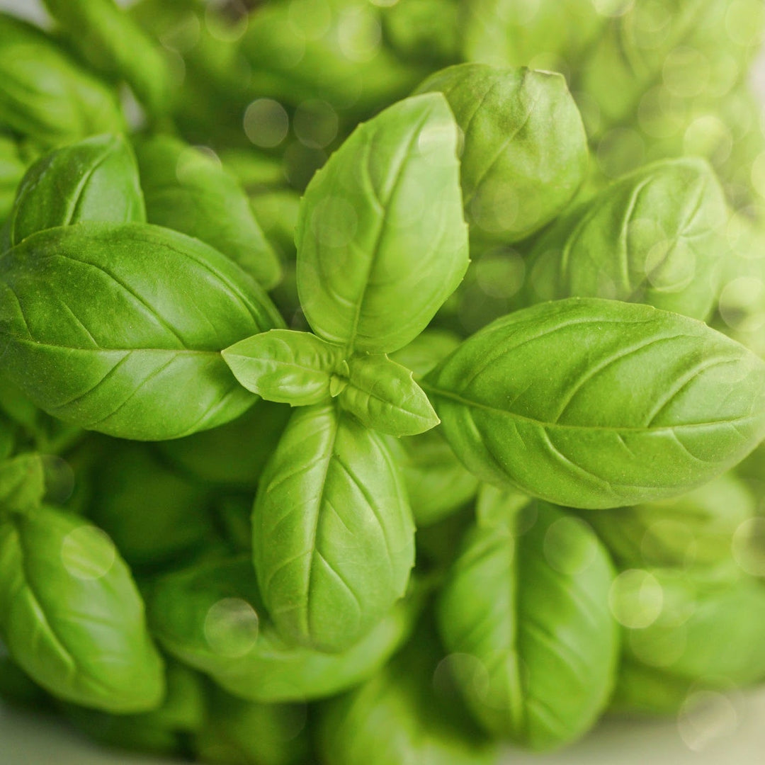 Basil Sweet - Ontario Seed Company